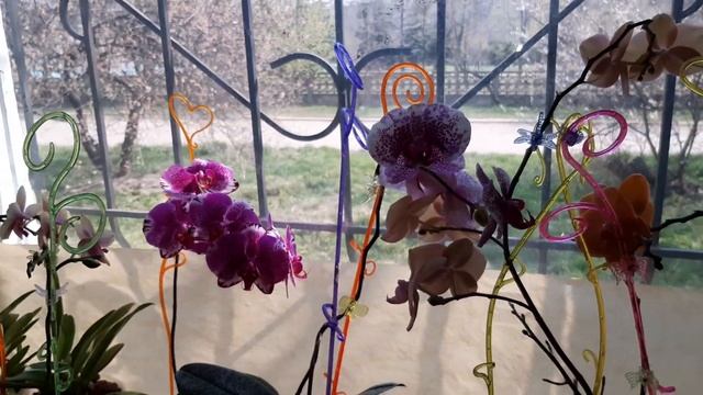 Орхидея Irene Dobkin - Ирэн Добкин. Орхидеи весной. смотреть онлайн