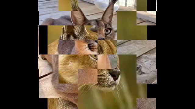 Степная рысь смотреть онлайн