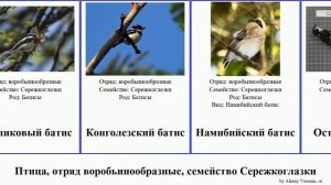 Птица, отряд воробьинообразные, семейство Сережкоглазки батис birds серёжчатая мухоловка Островной