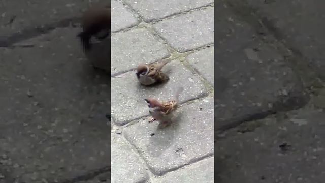 Кормление птенца воробья мамой воробьихой