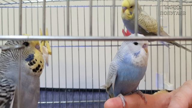 Находитесь рядом с попугаем перед приручением