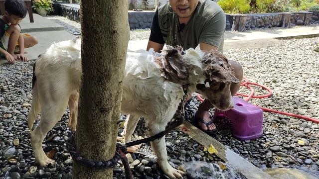 Mandikan anjing pakai Shampoo antikutu yg ekonomis efektif смотреть онлайн