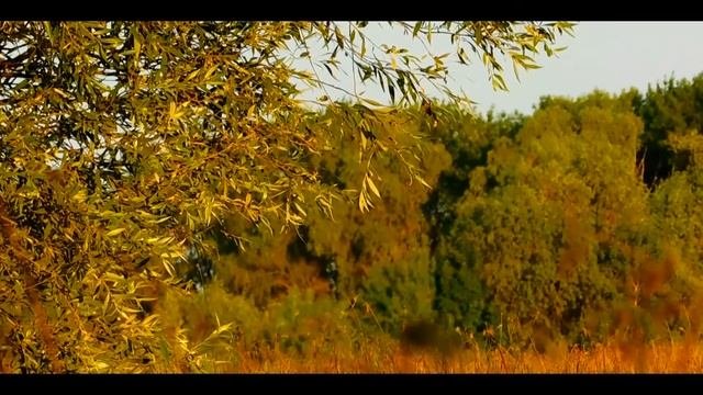 Дикая природа Астрахань