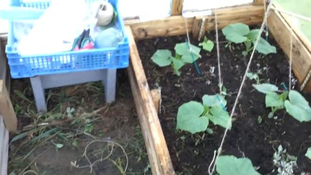 Высокие грядки#Вертикальное выращивание огурцов#Фосфор усваивающие бактерии#тёплые грядки смотреть онлайн