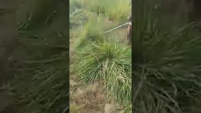 4 Stroke Sidepack Brushcutter смотреть онлайн