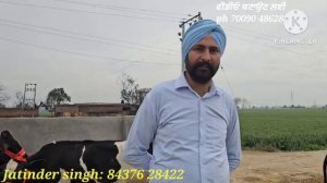 4 ਤੋਕੜ ਗਭਣ ਅਤੇ 3 ਸਜਰ ਮੱਝਾ ਗਾਵਾਂ ਵੀਕਾਓ। cows for sale/vadiya farm/26-2-24