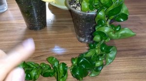 ??Хойи с суккулентными листьями. Мои новинки: Compacta Regalis, Mauna loa. Немного о поливе и уходе