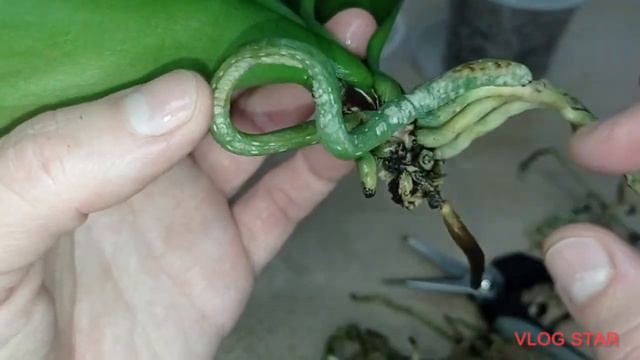 COMO SABER SI MI ORQUÍDEA FLORECIDA ESTÁ EN PELIGRO 😰🌷 смотреть онлайн