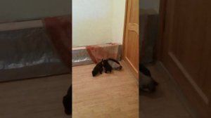 Собака для дома | Какую собаку держать дома. Щенки 2023 года