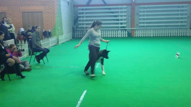 IMG 0164 АМЕРИКАНСКАЯ АКИТА ЖЕНЯ смотреть онлайн