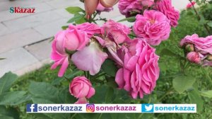 Güllerde Yaz Bakımı Nasıl Yapılır. Summer Care of Roses. Rose Care. Gül Bakımı.