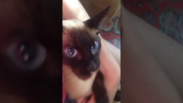 Кетси кошак =)) смотреть онлайн