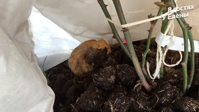 КАК ПЕРЕЗИМОВАЛИ РОЗЫ. ОТКРЫВАЮ УКРЫТИЯ. БОРДЮРЫ ИЗ ЛАВАНДЫ.ПОСАДКА ГОРТЕНЗИЙ В ГОРШКИ. смотреть онлайн