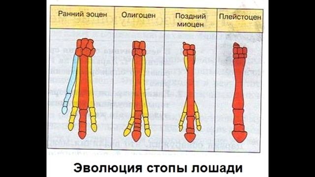 § 39 Борьба за существование. Естественный отбор.