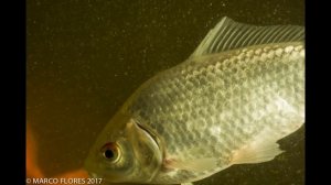 PENTAX K 70 DIGITAL SLR CAMERA and 55-300 mm ZOOM LENS INDOORS TEST 4 GOLDFISH