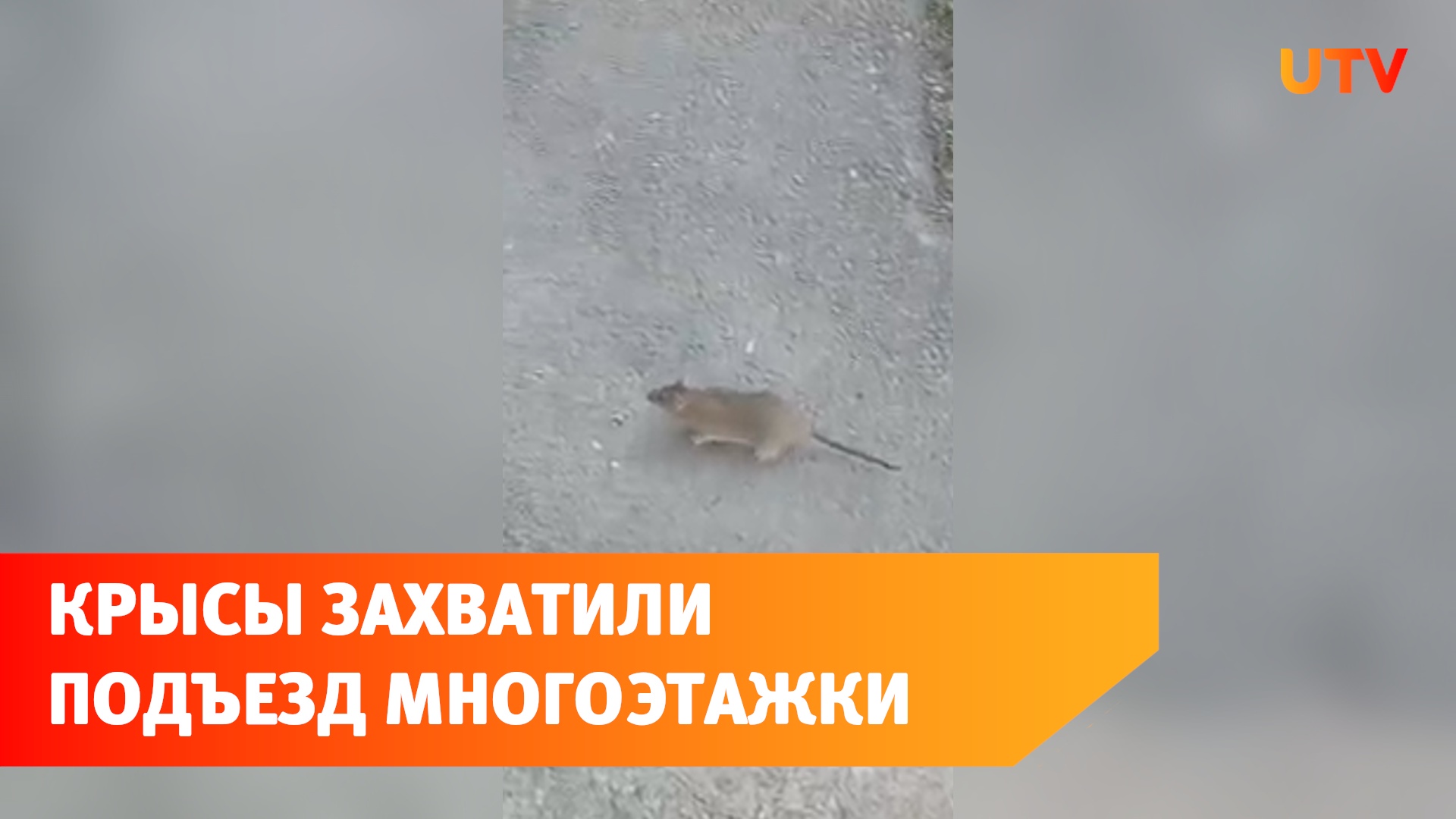 В Уфе крысы захватили подъезд многоэтажки. Они даже выходят «поздороваться» с людьми
