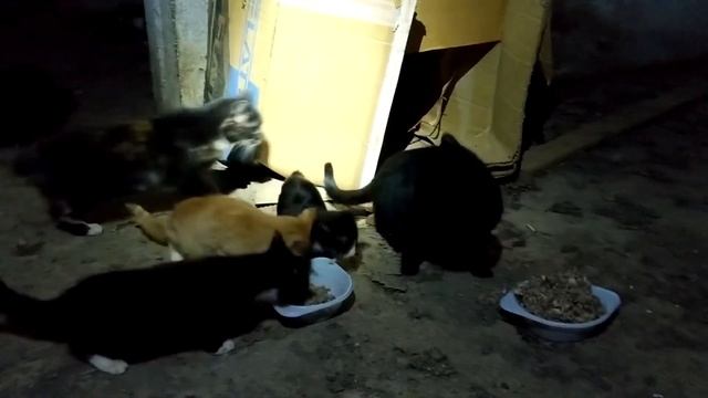 Дикие кошки Чукотки смотреть онлайн