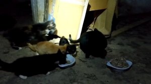 Дикие кошки Чукотки