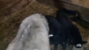 Часть 25 Содержание, кормление, разведение романовской овцы.