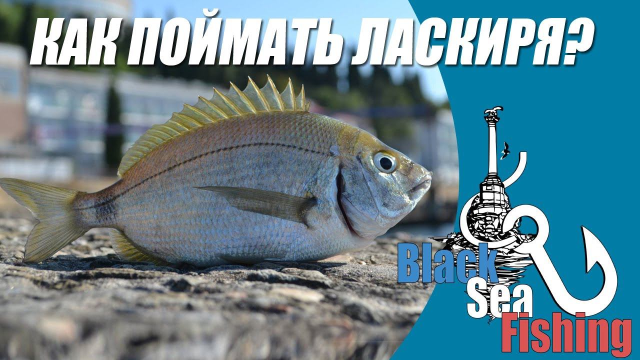 Как поймать ласкиря летом! Рокфишинг на Чёрном Море! смотреть онлайн