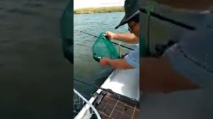 ПИРАНЬЯ. МОЗДОК, КАРСКОЕ ОЗЕРО.