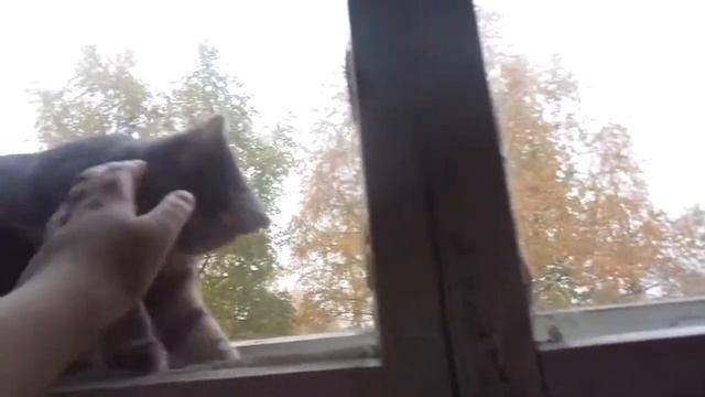 Смешной кот Федя позитив)))) смотреть онлайн