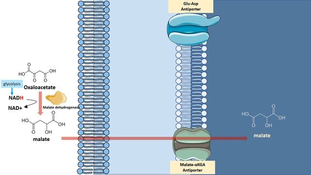 Malate aspartate shuttle system смотреть онлайн