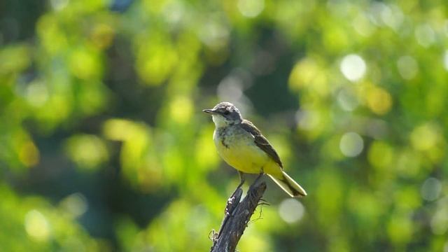 Жёлтая трясогузка (Motacilla flava)