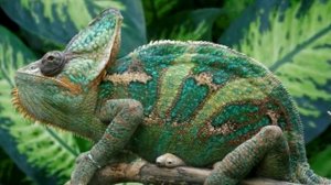 Photo Rain forest / ДОЖДЕВЫЕ ЛЕСА АМАЗОНИИ В ЮЖНОЙ АМЕРИКЕ