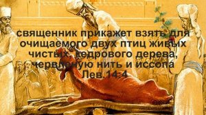 Кедр Ливанский