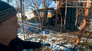 Как обрезать виноград. Как подготовить виноград к зиме. Любимый сад
