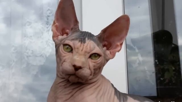 Канадский сфинкс - породы кошек смотреть онлайн