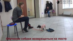 Мария и русский той Боня. Занятие по дрессировке (группа начального послушания). Тольятти, 19.01.19.