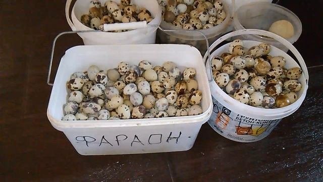 Сбор яиц