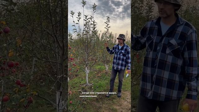 Что нужно делать, чтобы сдержать загущение и рост дерева?🌳