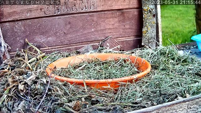 Пятачок пробует мышку. Кормление аистенка в 21-00 31 мая 2023 смотреть онлайн