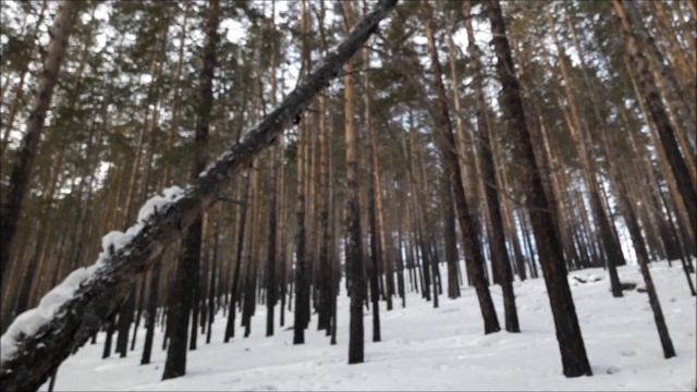 Сбор валежника 2019г., мотобуксировщик в работе. смотреть онлайн