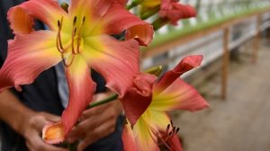 Интервью с Александром Емельяновым на выставке лилейников 2020 обзор самых модных сортов лилейников