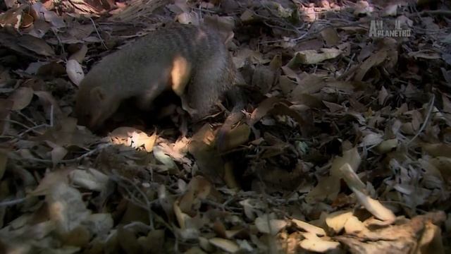 Дикая природа Любопытные Соседи _ Curious Neighbors HD .mp4 смотреть онлайн