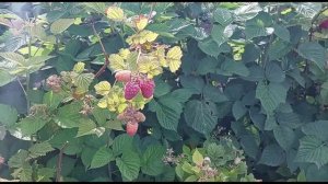 Малина Пшехиба