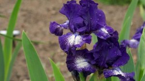 Эдвард ГРИГ - Гангар (норвежский марш)