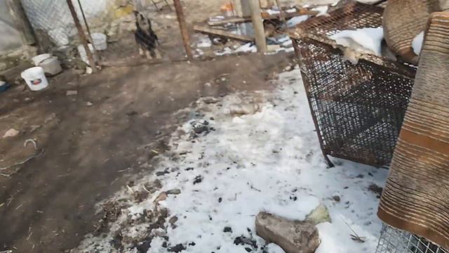 Пришла сказать пока Маркизу и подруге. смотреть онлайн