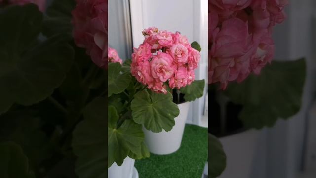 На первом плане ЕС Магия кунцита?(подарок от любимого❤️?) На втором античная роза? смотреть онлайн