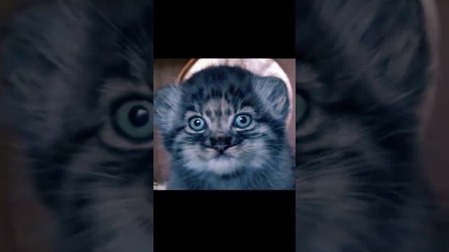 angry kitten of Manul злой котёнок Манула