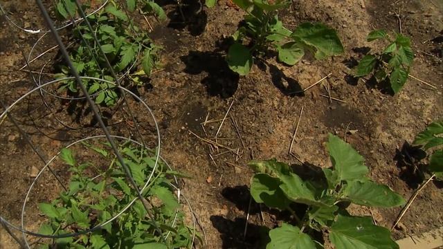 Principles of Design: Focal Points | Garden Home (906) смотреть онлайн