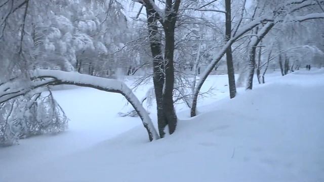 деревья в снегу как понимание зимы, на основе сути дзен, единения природы с человеком смотреть онлайн