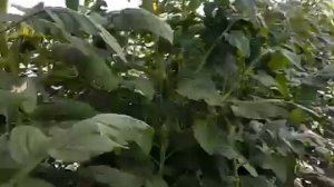 Tuta absolute Томатная моль и меры борьбы с ними