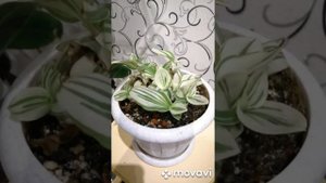 Экскурсия по моей квартире. Обзор цветов. Цветы в гостиной. Рум-тур.