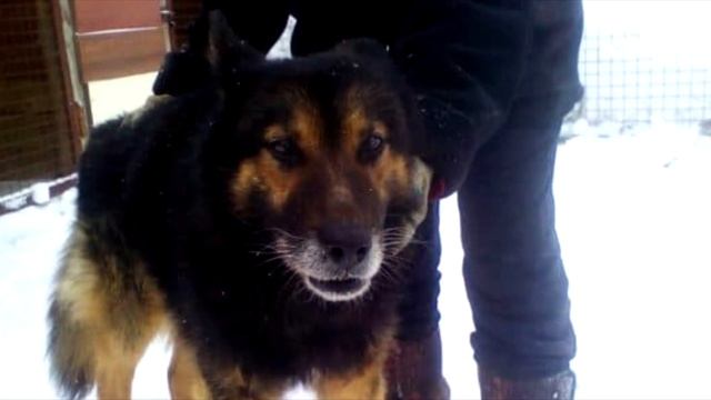 Немецкая овчарка попала в разряд как не нужные вещи. И ее решили…! смотреть онлайн