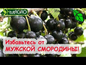 РАСПОЗНАТЬ и ОБЕЗВРЕДИТЬ МУЖСКУЮ СМОРОДИНУ! Урожай не нравится? Посмотрите на БОЛЕЗНИ СМОРОДИНЫ!